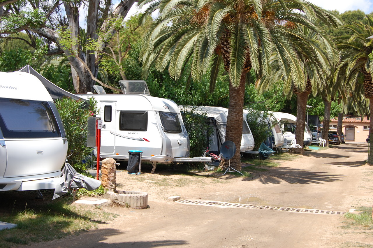 Cipreses en Olivos 